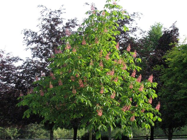 Horsechestnut, Fort McNair
