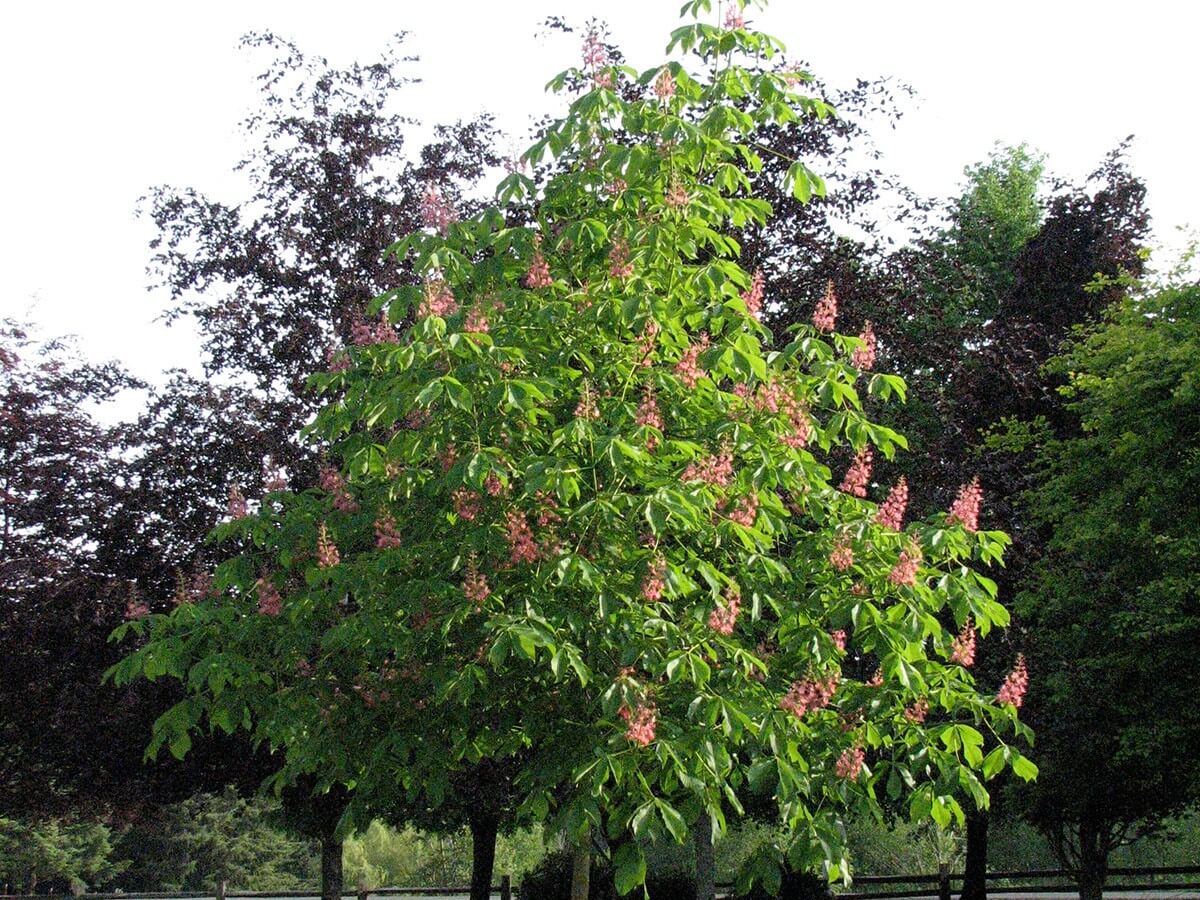 Horsechestnut, Fort McNair