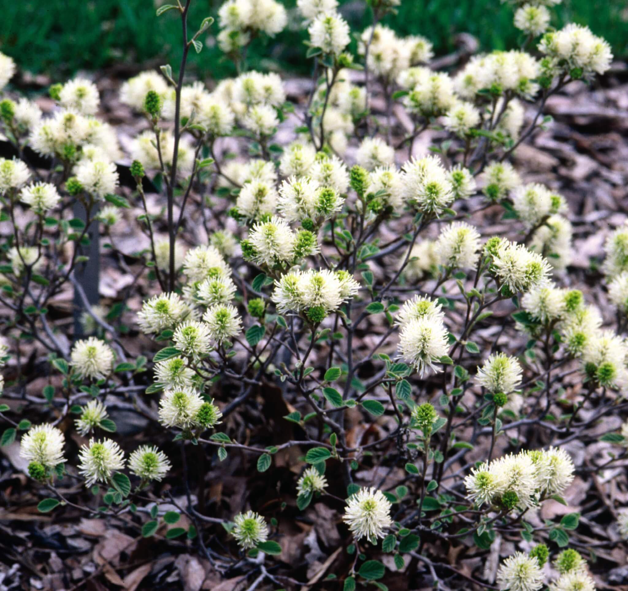 Fothergilla, Dwarf