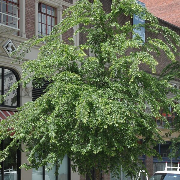 Elm, Frontier