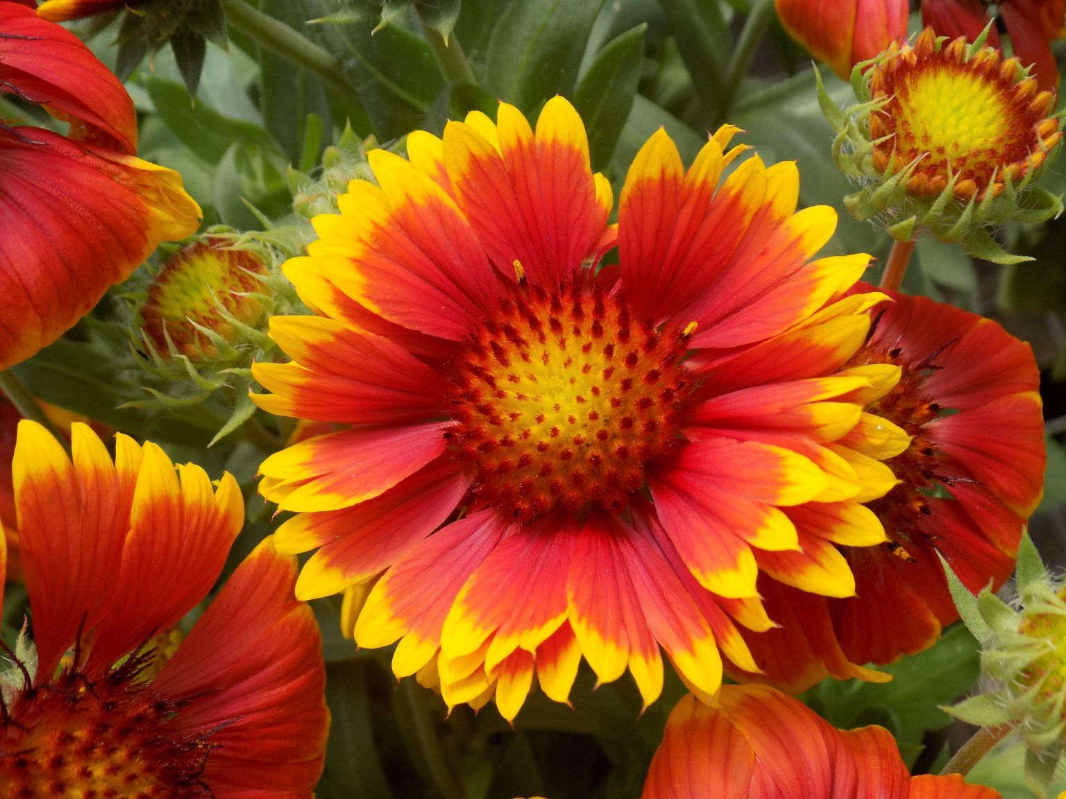 Gaillardia, Arizona Sun Campbell's Nursery