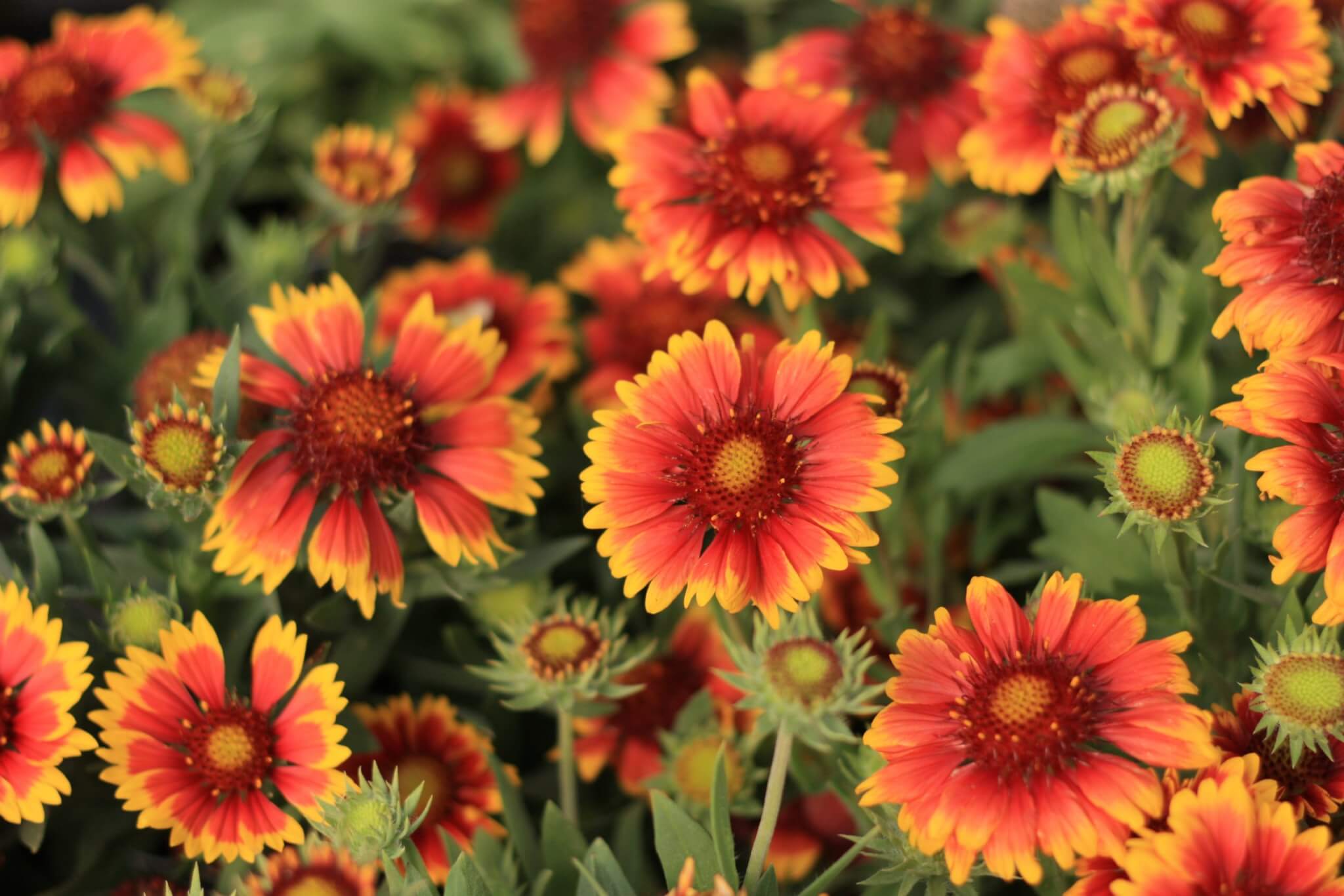 Gaillardia, Arizona Sun