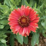 Blanket Flower, Arizona Red Shades
