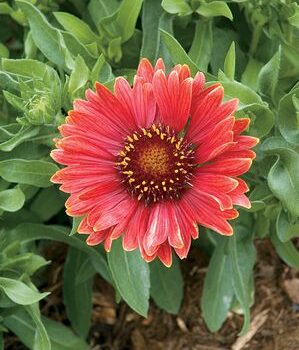 Blanket Flower, Arizona Red Shades
