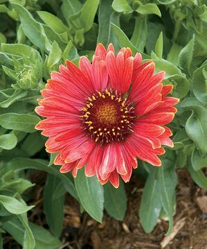 Blanket Flower, Arizona Red Shades