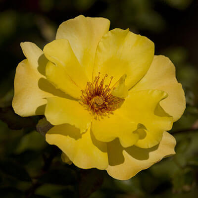 Climbing Rose, Golden Showers