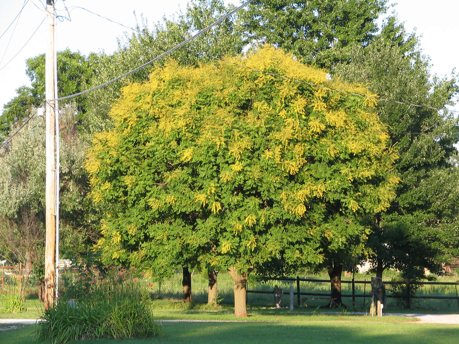 Goldenraintree