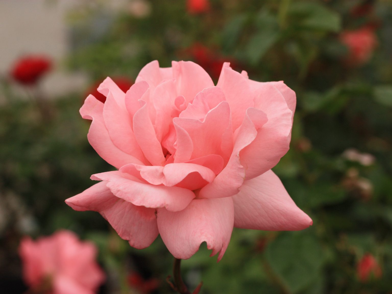 Grandiflora Rose, Queen Elizabeth Campbell's Nursery