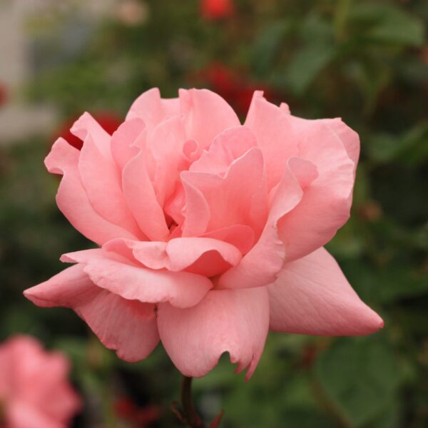 Grandiflora Rose, Queen Elizabeth