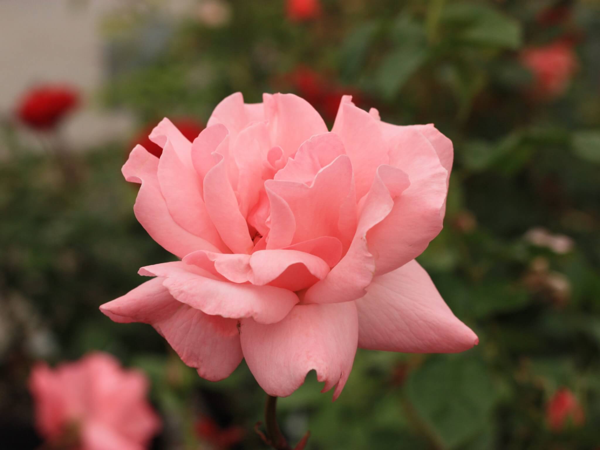 Grandiflora Rose, Queen Elizabeth