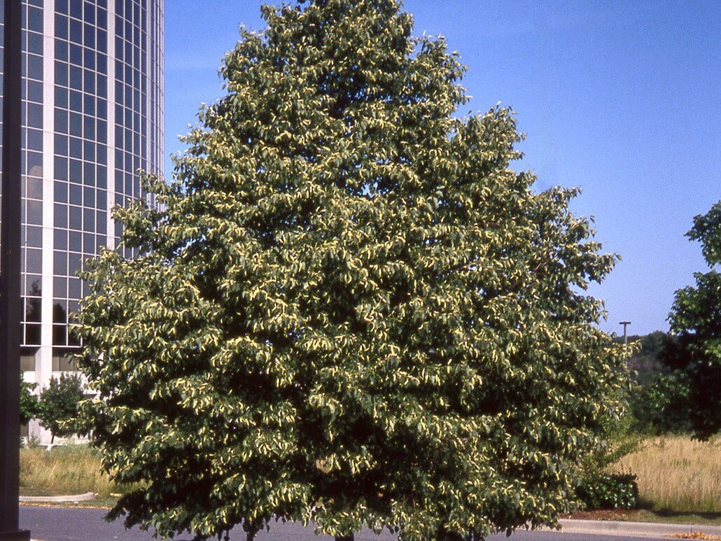 Linden, Littleleaf Greenspire