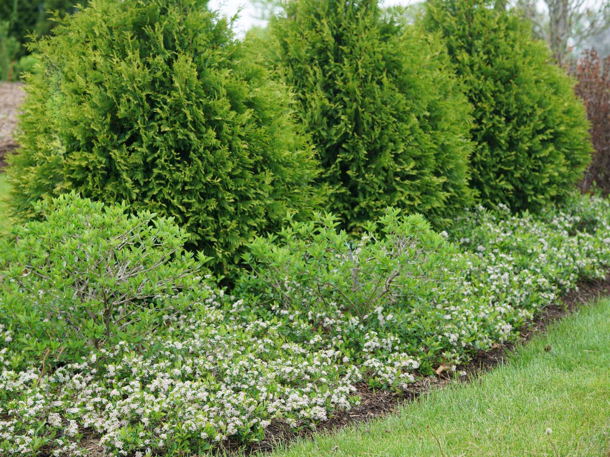 Chokeberry, Black Ground Hog