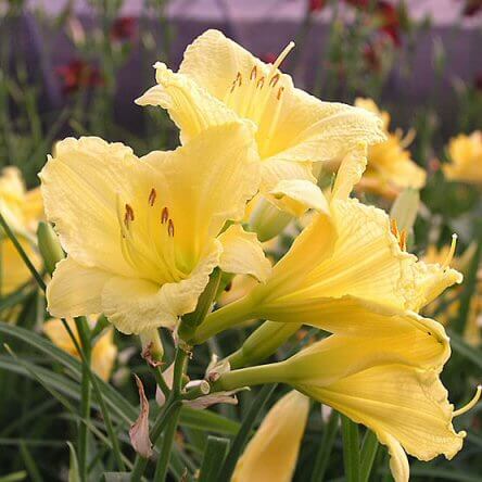 Daylily, Happy Returns