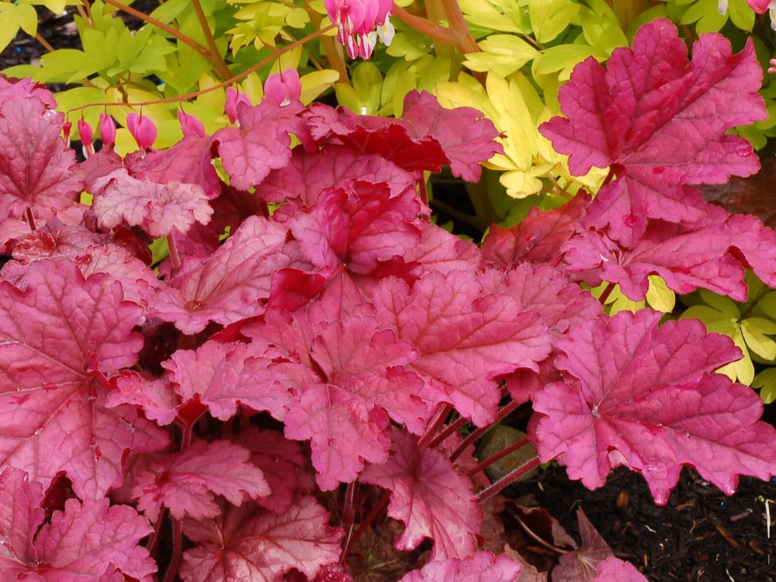 Coralbells, Berry Smoothie