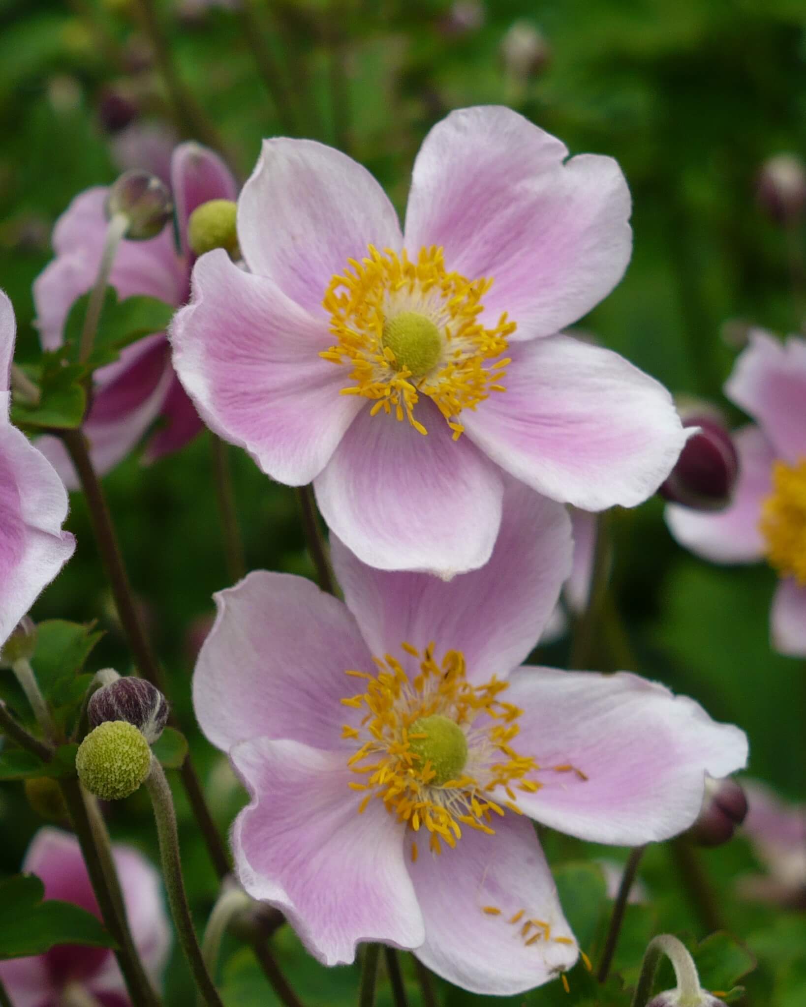 Anemone, September Charm