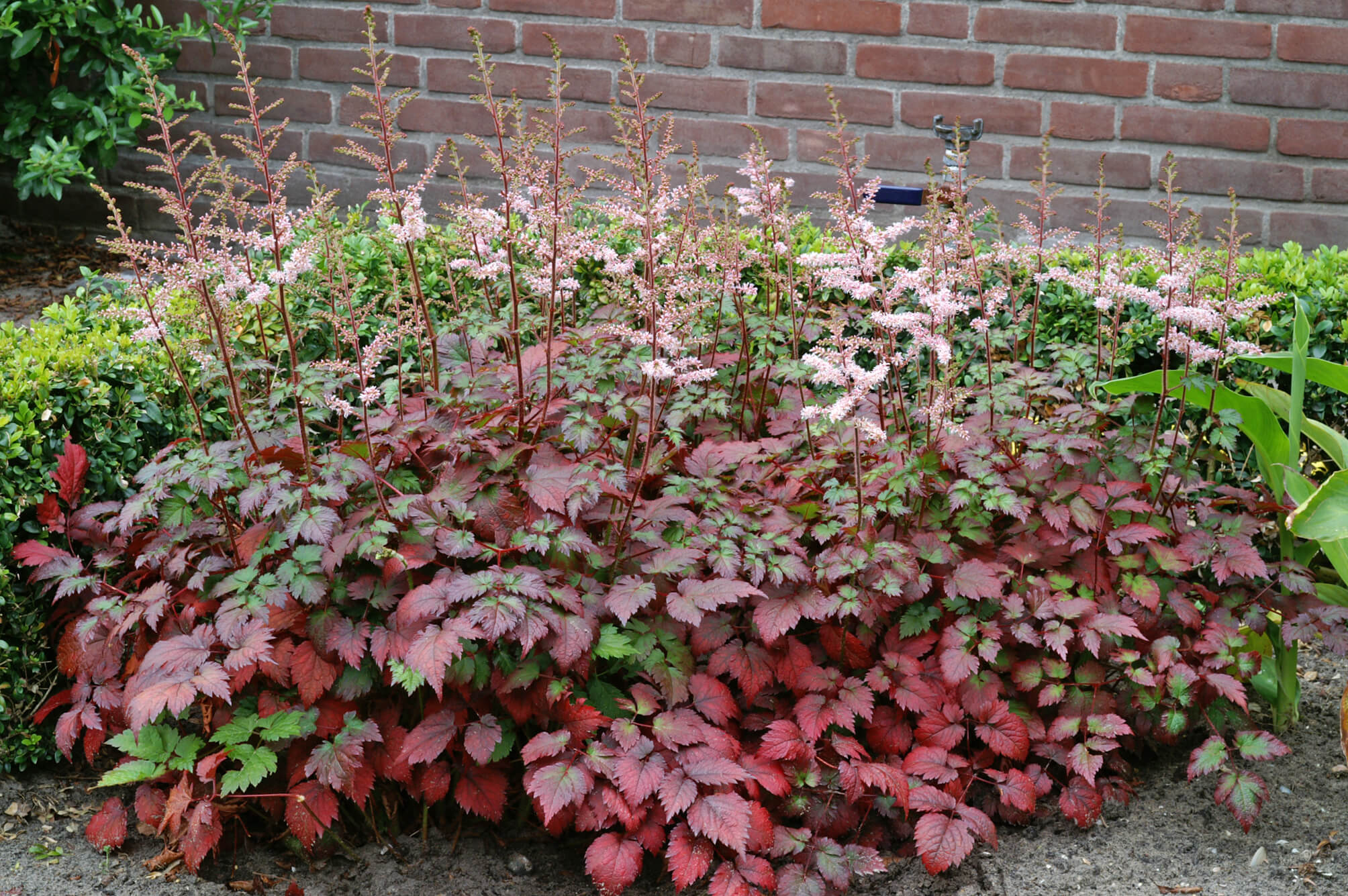 Astilbe, Color Flash