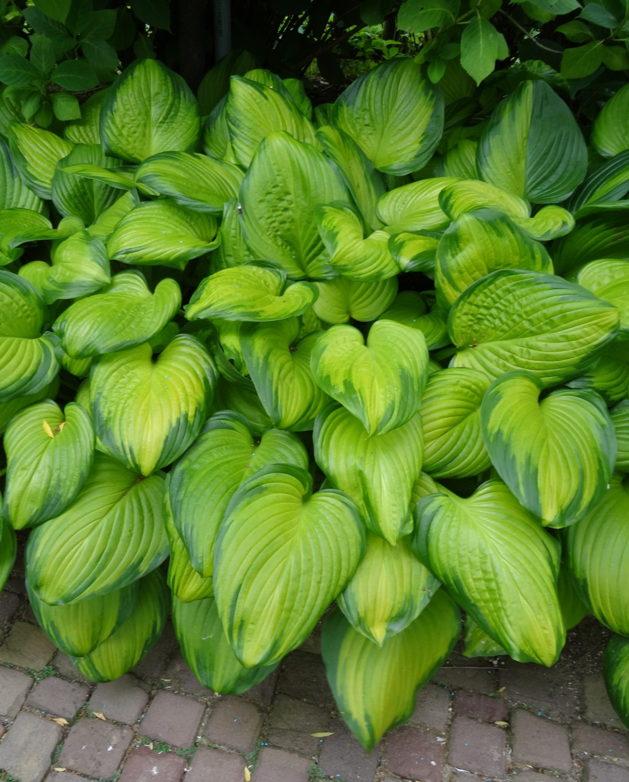 Hosta, Guacamole Campbells Nursery