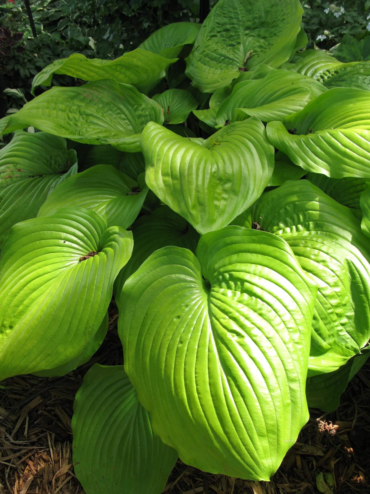 Hosta, Sum & Substance