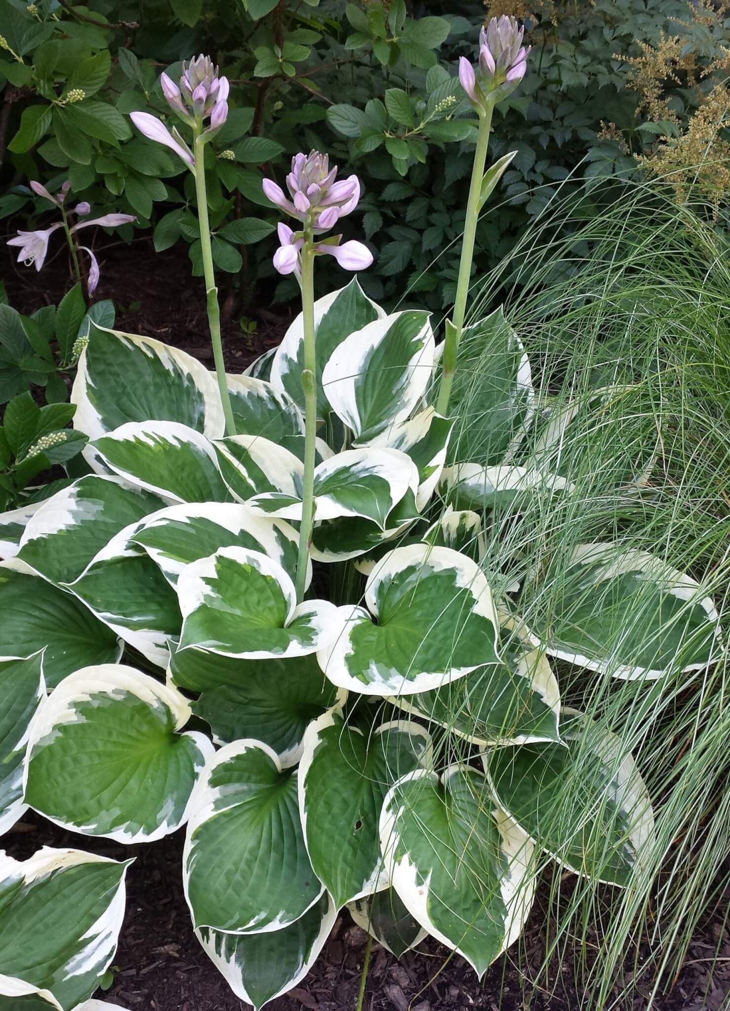 Hosta, Patriot