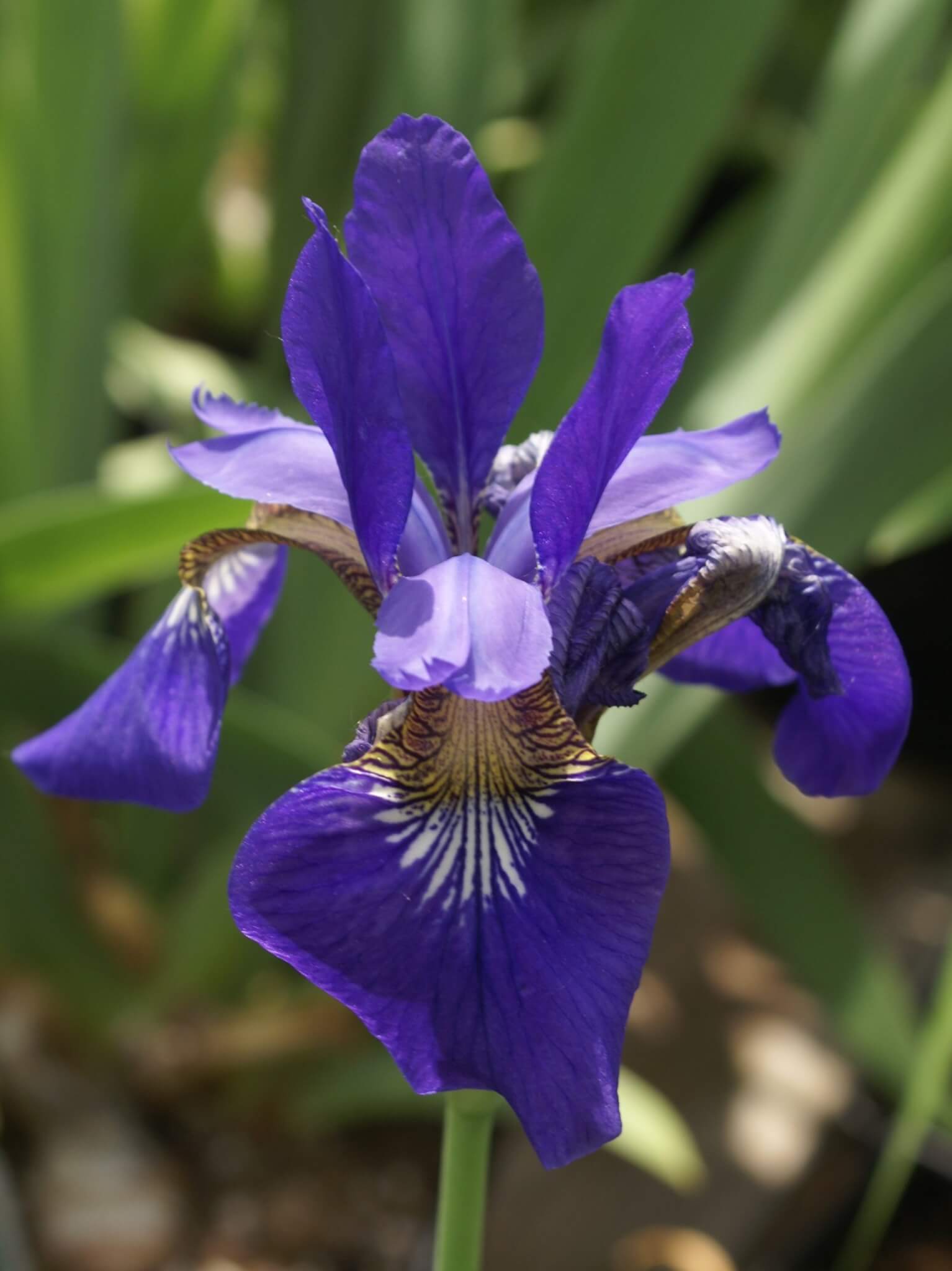 Iris, Siberian Caesar's Brother