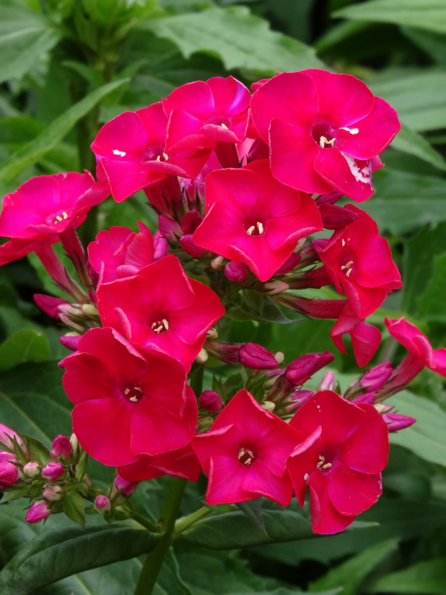 Phlox, Flame Red