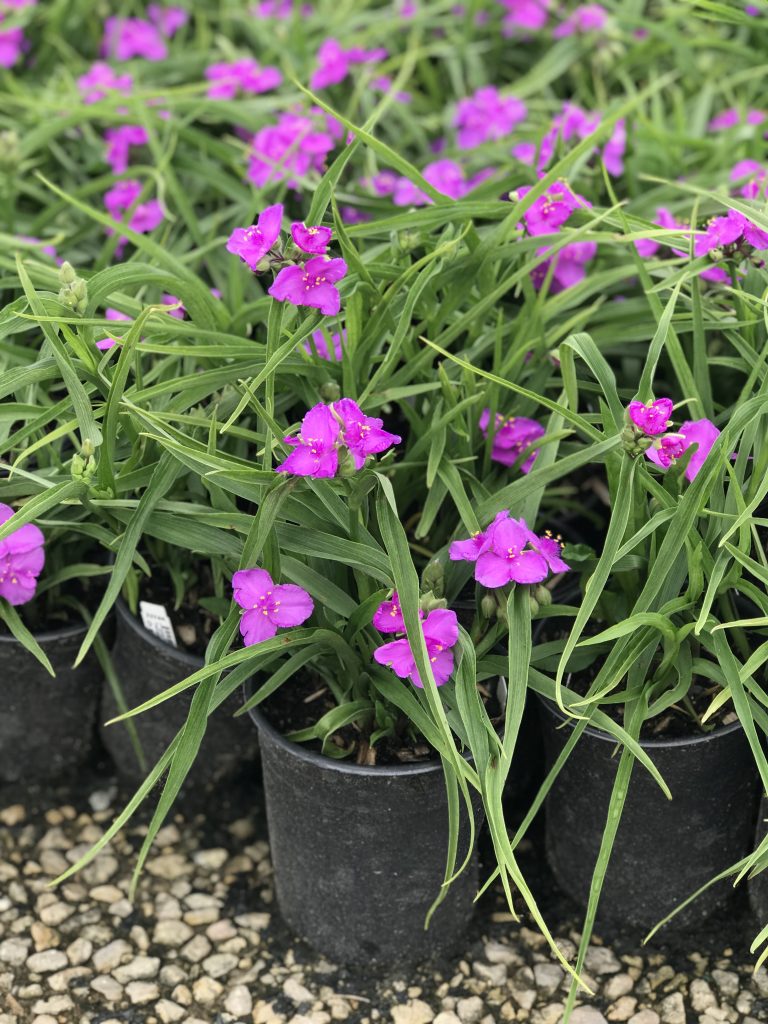 Spiderwort, Concord Grape Campbells Nursery