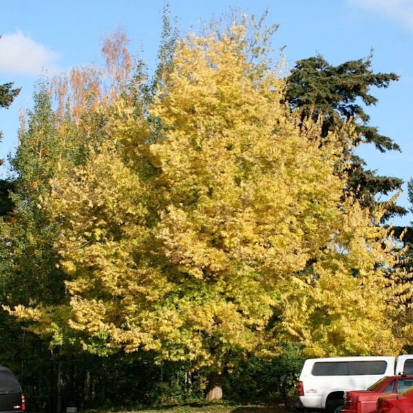 Hackberry