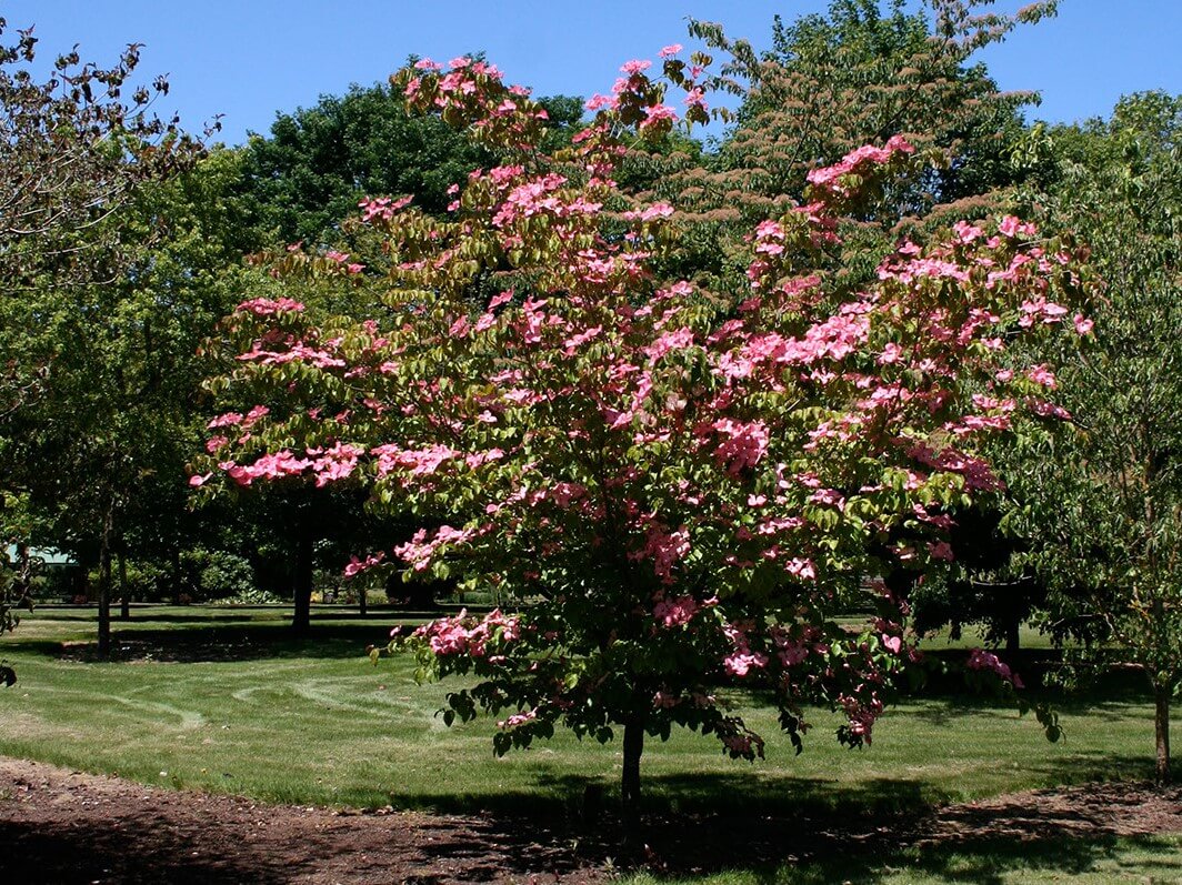 Dogwood, Kousa Heart Throb