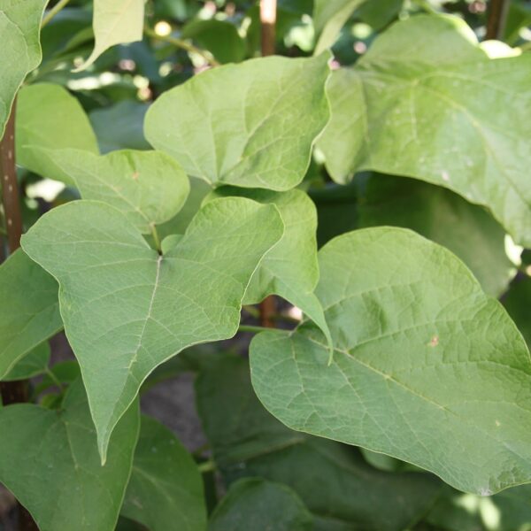 Catalpa, Heartland