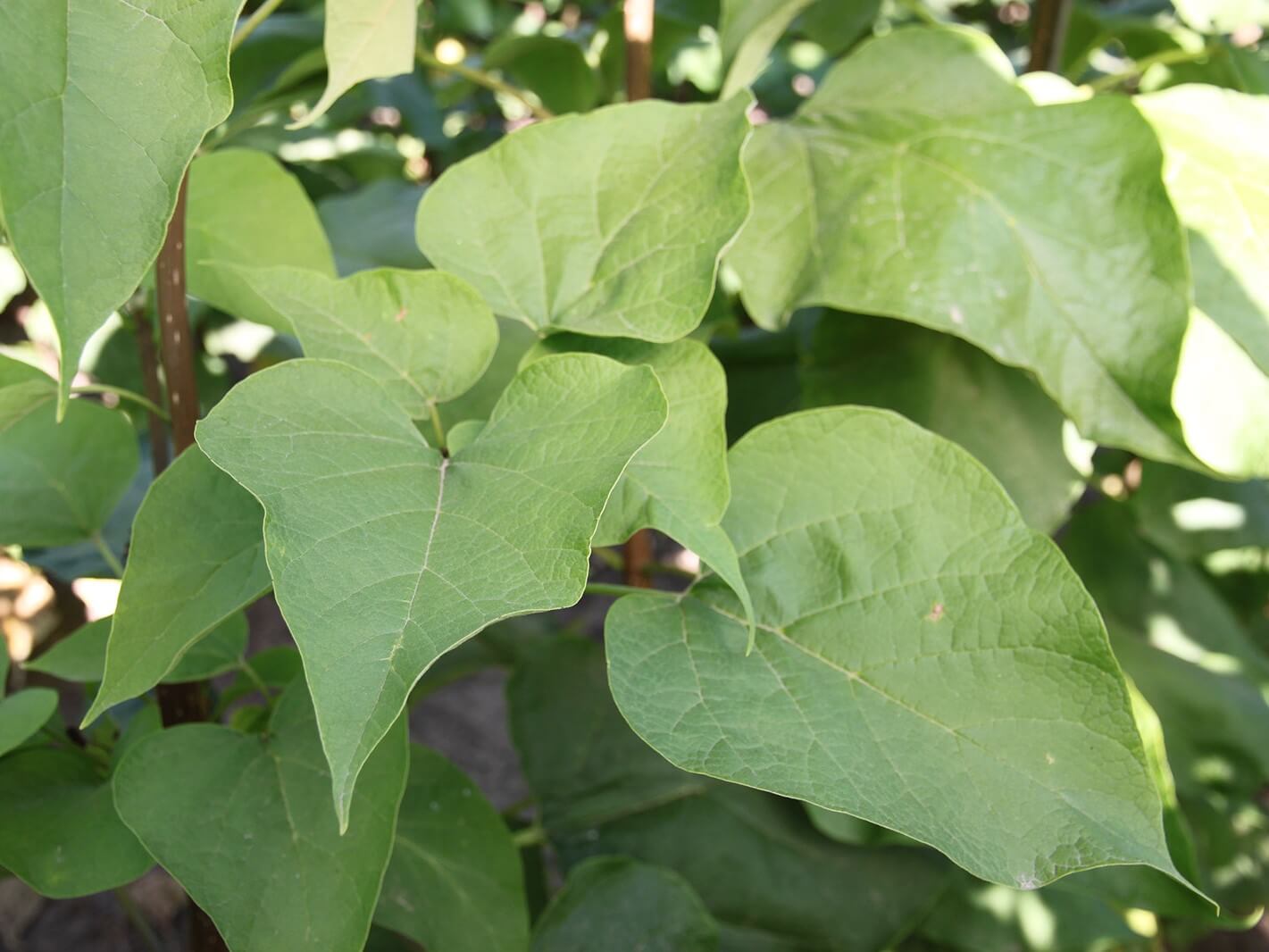 Catalpa, Heartland