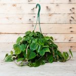 Philodendron, Heartleaf