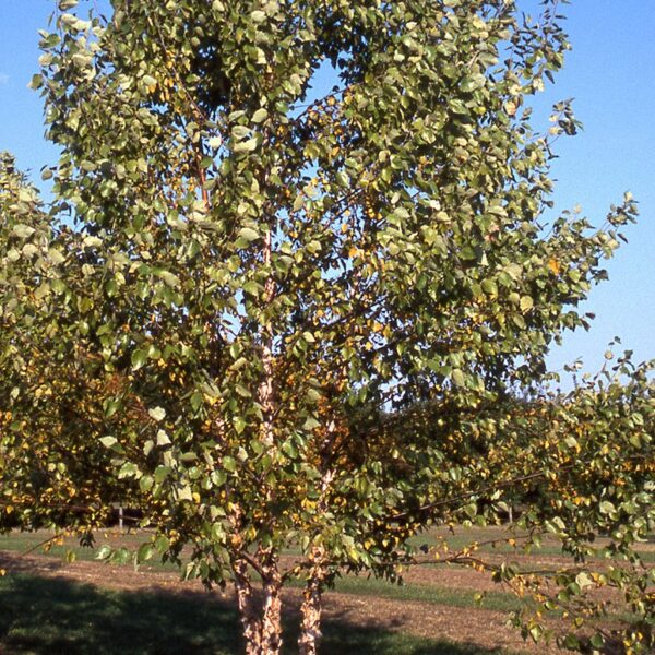 Birch, River Heritage