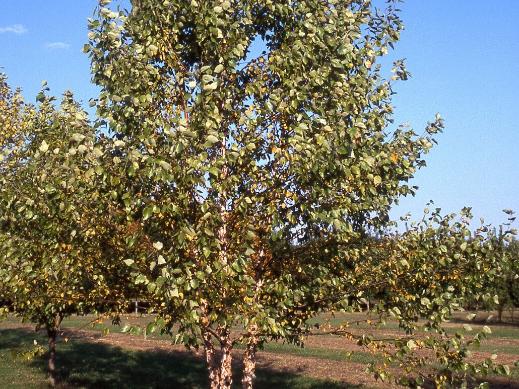 Birch, River Heritage