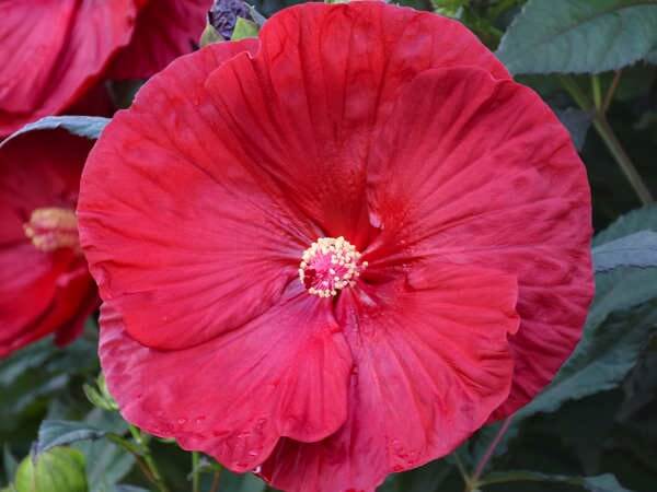 Hibiscus Red - 15 Gallon 