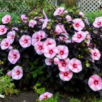 Hibiscus, Starry Starry Night
