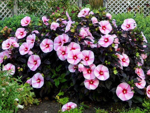 Hibiscus, Starry Starry Night