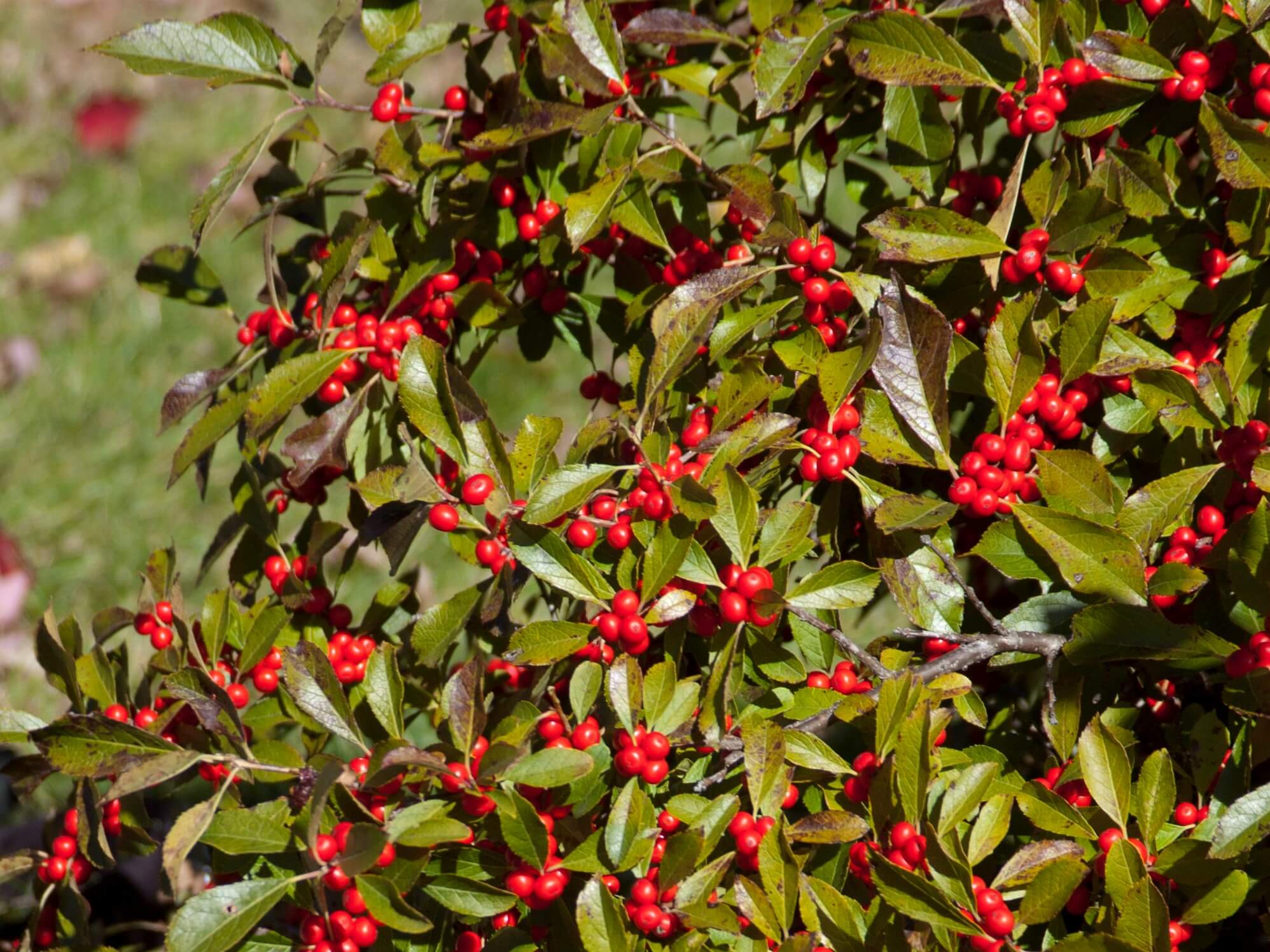 Holly, Winterberry Red Sprite