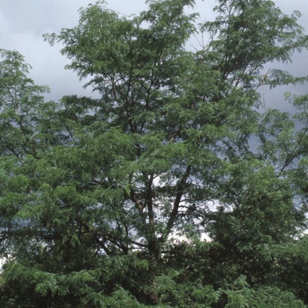 Honeylocust, Imperial