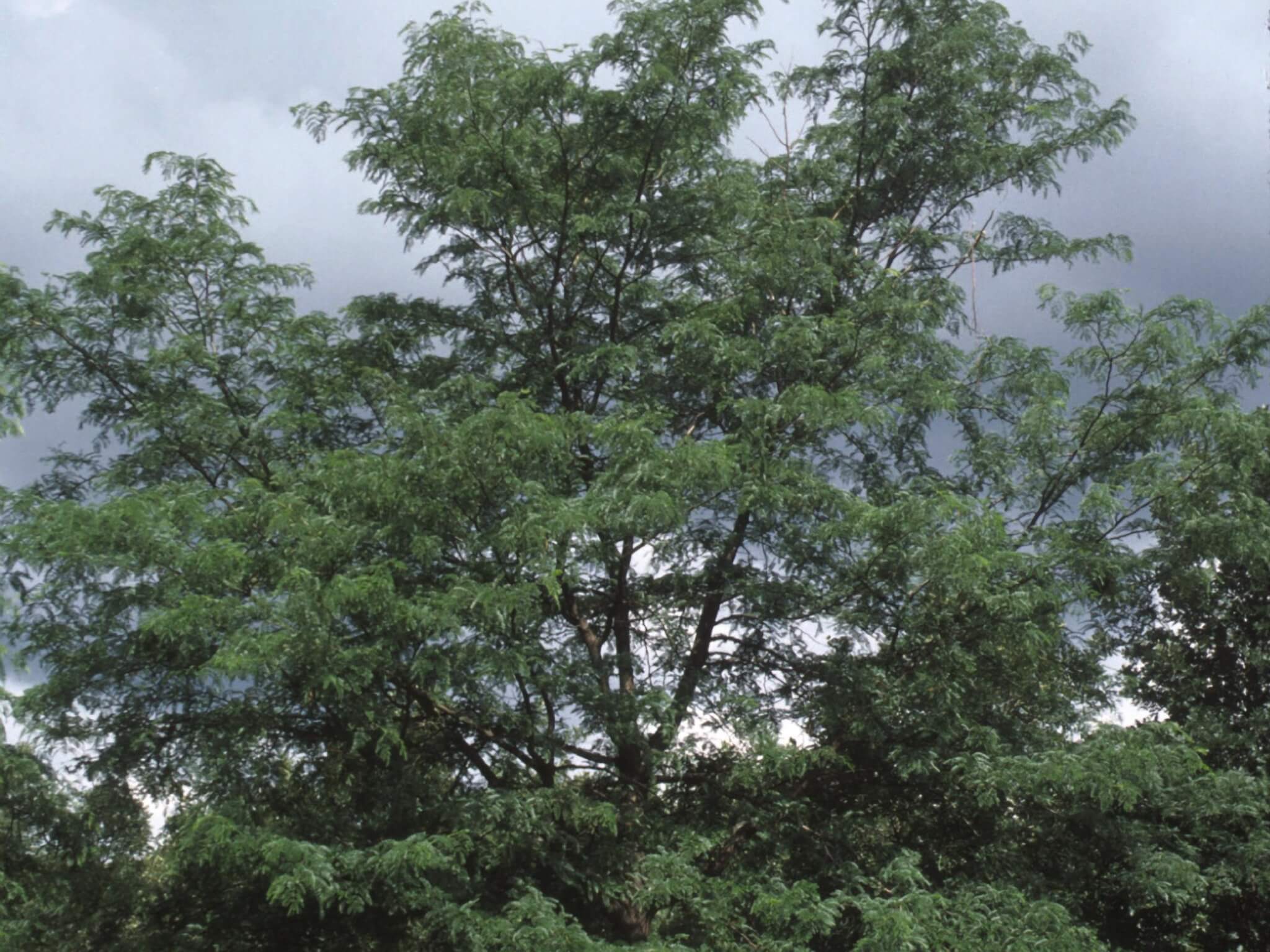 Honeylocust, Imperial