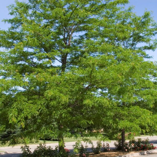 Honeylocust, Shademaster