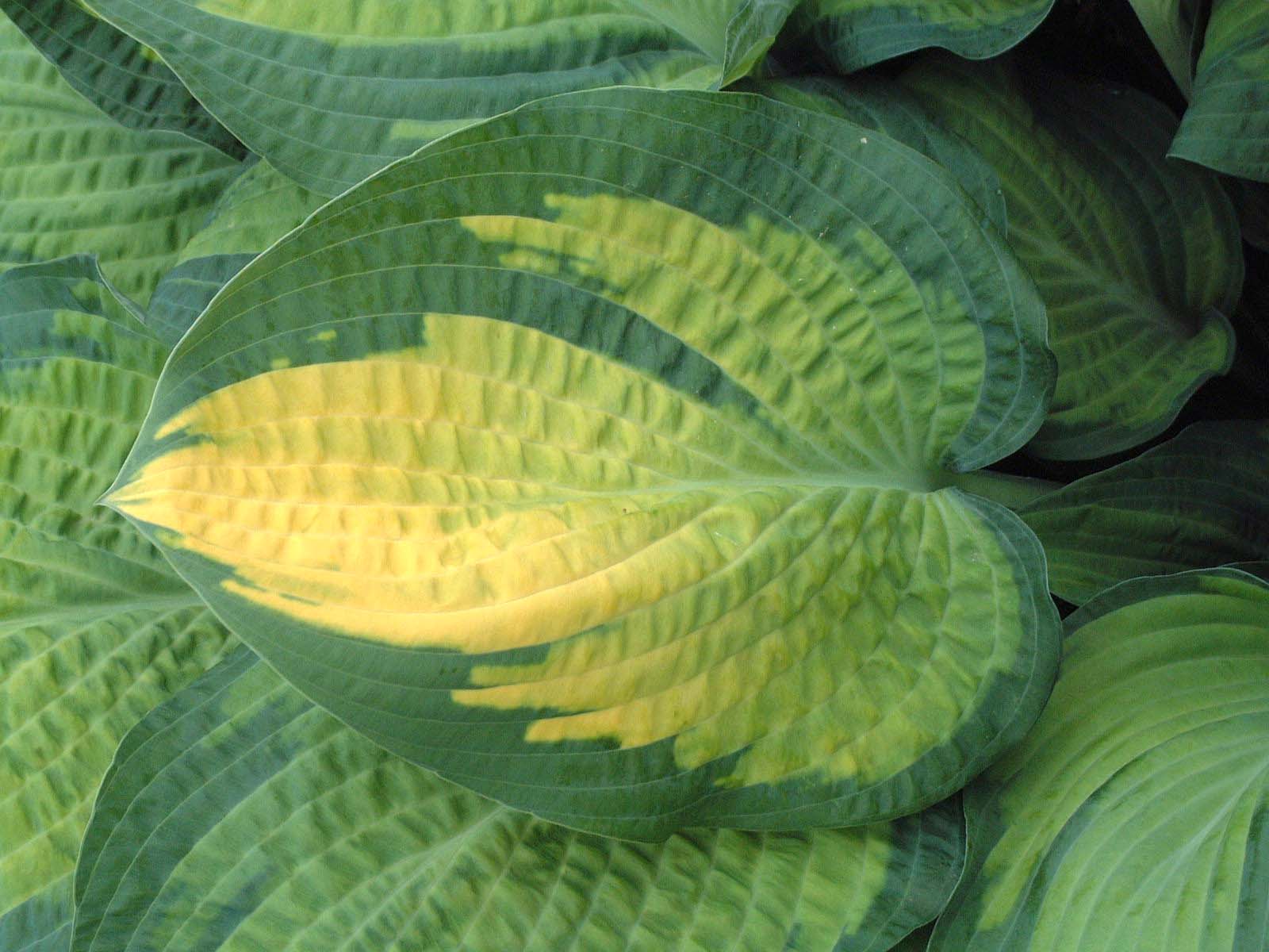 Hosta, Paul's Glory