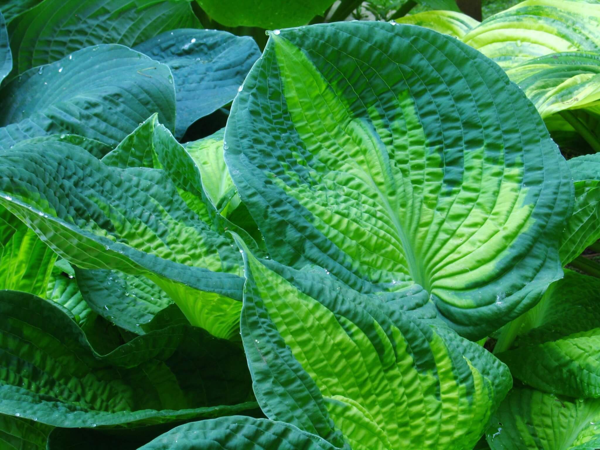 Hosta, Brother Stefan