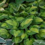 Hosta, Captain Kirk