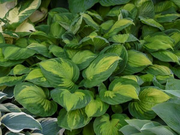 Hosta, Captain Kirk