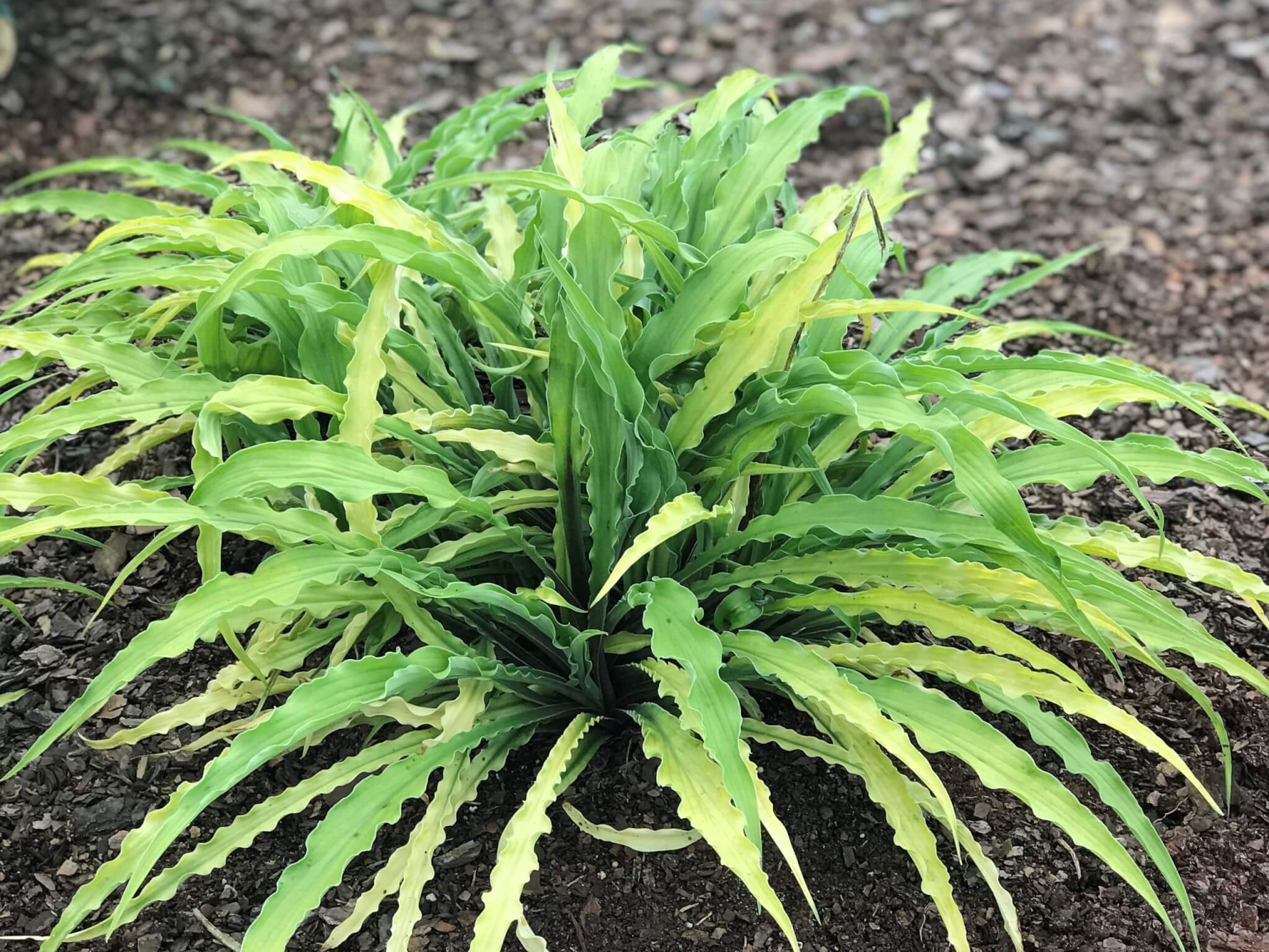 Hosta, Curly Fries