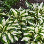 Hosta, Vulcan