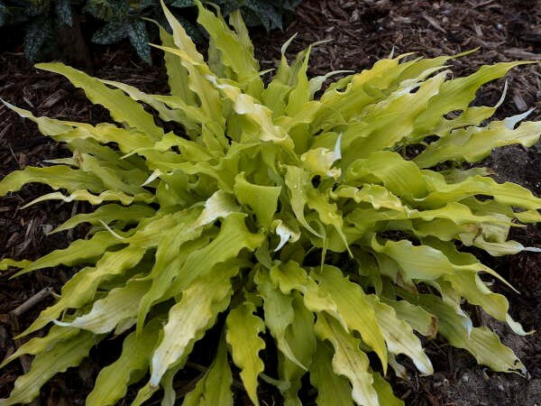 Hosta, Wiggles and Squiggles