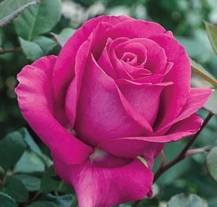 Hybrid Tea Rose, All My Loving