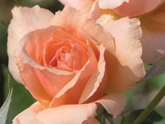 Hybrid Tea Rose, Apricot Candy