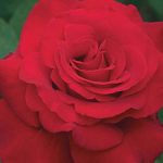 Hybrid Tea Rose, Opening Night